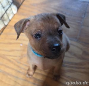 3 Zwergpinscher welpen suchen noch das passende Zuhause