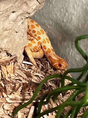 Hakennasennatter Albino inkl. Terrarium