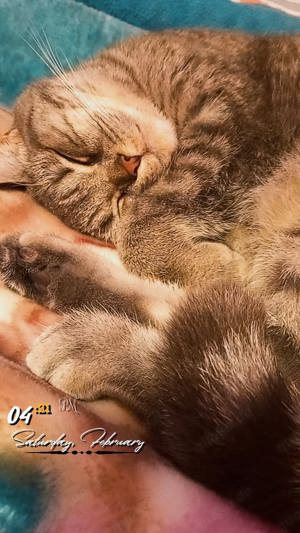 Bkh Katze Mädchen 