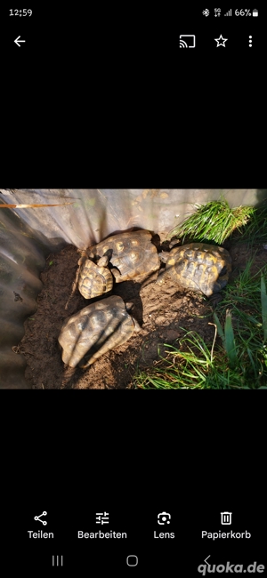Schildkröten Gruppe