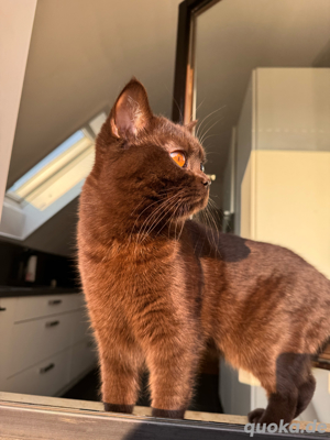 BKH Deckkater chocolate Bild 2