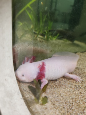 Axolotl Männchen und Weibchen