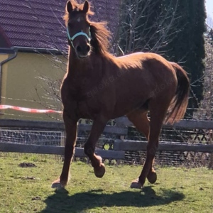 Deutsche Reitpony Stute mit Papieren 