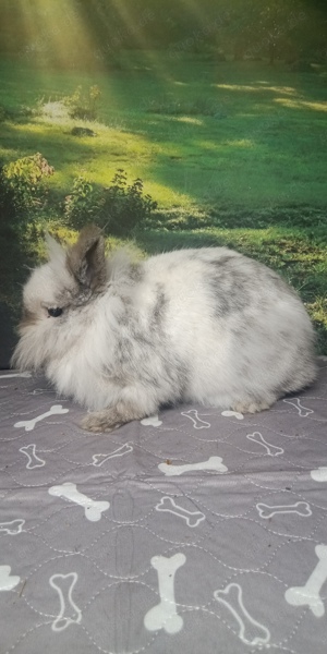 Tamara, Weibchen, Löwenköpfchen, ca. 3 Jahre alt