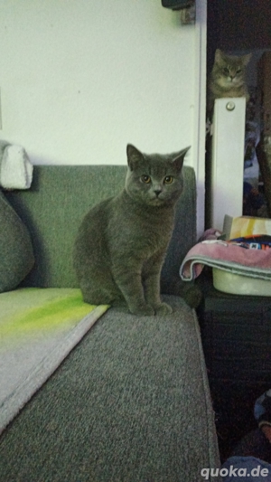 bkh kater kastriert 