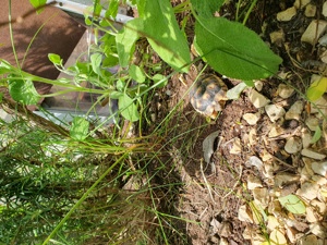 Nachzucht Breitrand Landschildkröten Bild 4