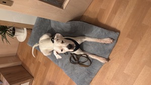 Dogo Argentino Junghündin sucht neuen Kuschelplatz! 