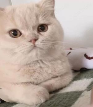 BKH cream mit Stammbaum World Champion Britisch Kurzhaar männlich nicht kastriert Kater Jungkater