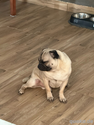 Mops Männchen 2 Jahre 