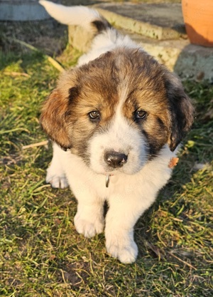 Karakatschan Bulgarischer Schäferhund Welpen