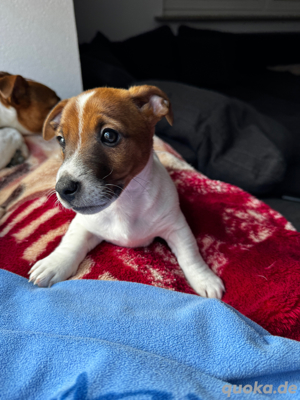 Jack Russell Terrier Welpen
