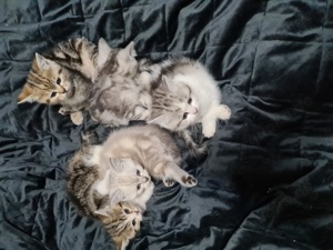 Britisch Kurzhaar Katzenbaby  abgabe ab 26.04.2025