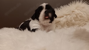 Shih-Tzu Welpen 