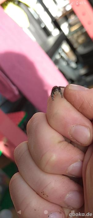 Suche Tausch springspinne phidippus bidentatus Maya 