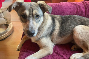 Luka sucht eine Familie