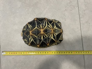 Strahlenschildkröte Bild 2