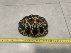 Strahlenschildkröte Bild 4