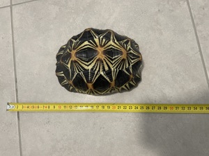 Strahlenschildkröte Bild 3