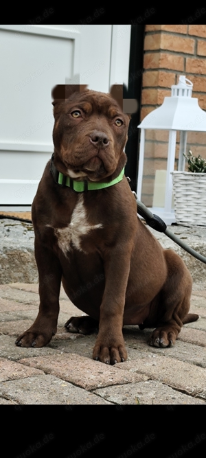 American bully xl Hündin 5 Monate 