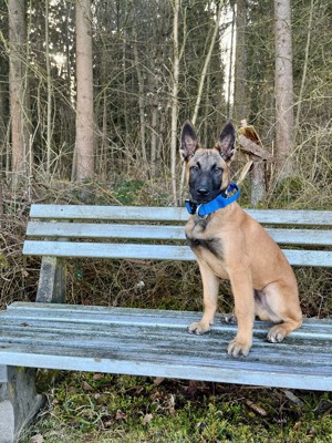 Malinois Rüde abzugeben