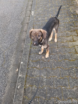 Labrador Mix abzugeben 
