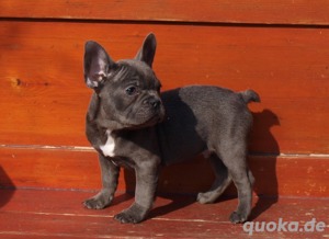 Französische Bulldogge Welpen Blue