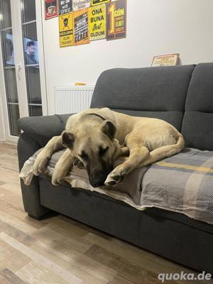 Original Sivas Kangal