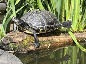 Gelbwangenschildkröte