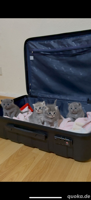 bkh kitten (männlich und weiblich)