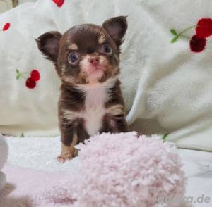Gesunde Chihuahua-Welpen bereit für ein neues Zuhause
