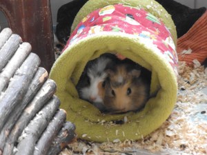 vorübergehende Pflegestelle für Meerschweinchen gesucht