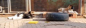 1 kleine American Akita Hündin   WelpchenAbgabebereit 