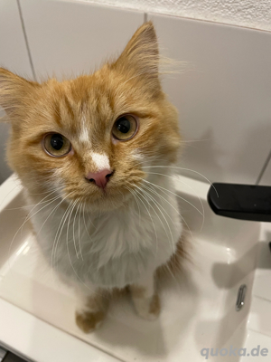 BLH Kater 