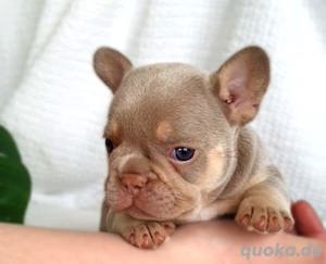Unsere kleinen Bullies suchen ein Traumzuhause! Mit Ahnentafel Bild 3