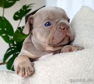 Unsere kleinen Bullies suchen ein Traumzuhause! Mit Ahnentafel