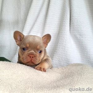 Unsere kleinen Bullies suchen ein Traumzuhause! Mit Ahnentafel Bild 4