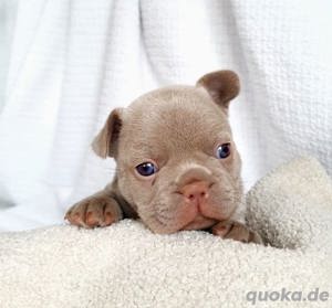 Unsere kleinen Bullies suchen ein Traumzuhause! Mit Ahnentafel Bild 5