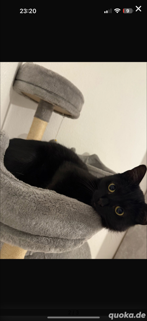 Kater 