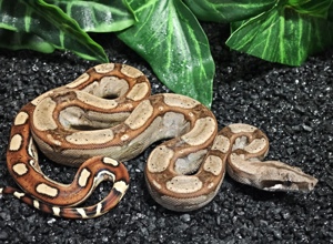 Bci 1.0 Rlt poss dh Kahl Albino Berry Blood (Red Dragon)