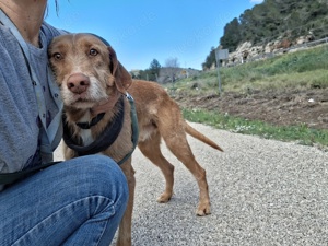 Bruno, Rauhaar Podenco 