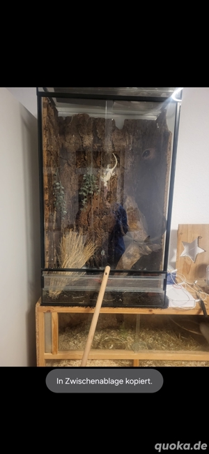 Terrarium zu verkaufen 