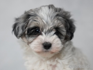 Schnoodle Welpe sucht neues Zuhause