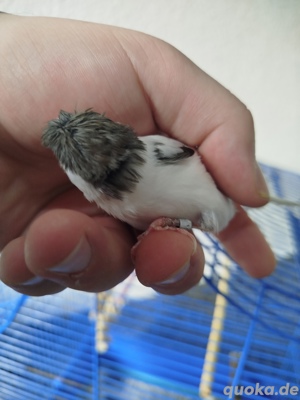 Kanarienvogel ein paar 