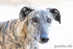  Reserviert-Brandon charmanter filigraner Galgo mit überzeugenden Qulitäten