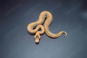 Champagneh (Quake,Sable,Twister) 
