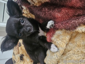 wir verkaufen unsere kleine hundin 13 wochen alt sehr lieb  