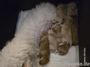  zwergpudel bischon frise 