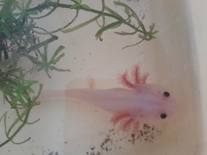 Axolotl Weislinge 