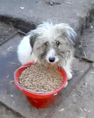 Jessy braucht ein richtiges Zuhause für immer Bild 2