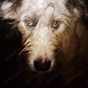 Jessy braucht ein richtiges Zuhause für immer Bild 3